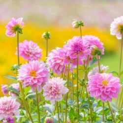 “ありがとう”をかたちにして贈る、敬老の日のプレゼント