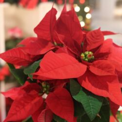 歳末感謝祭のお知らせ(12/1〜12/29)